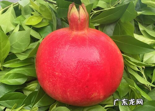 番石榴果期有多久 果期养护与管理方法