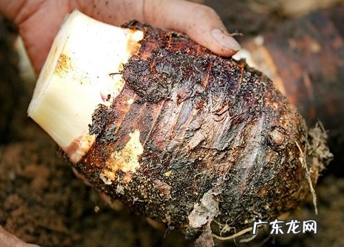 芋头一年可以种几次 什么时间种什么时间收