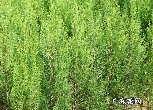 圆柏是什么植物
