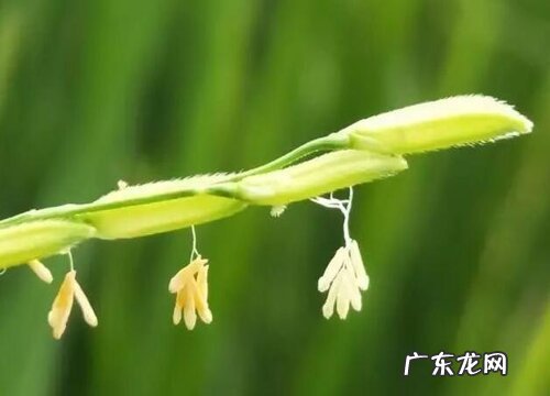 水稻是什么植物