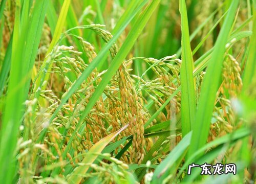 水稻是什么植物
