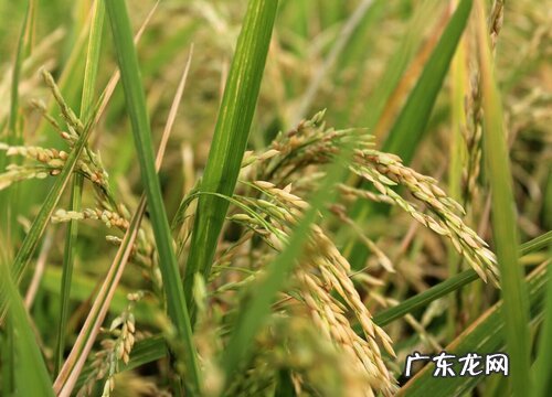 水稻是什么植物