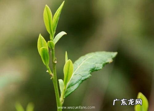 雀舌黄杨叶子卷曲原因与处理方法