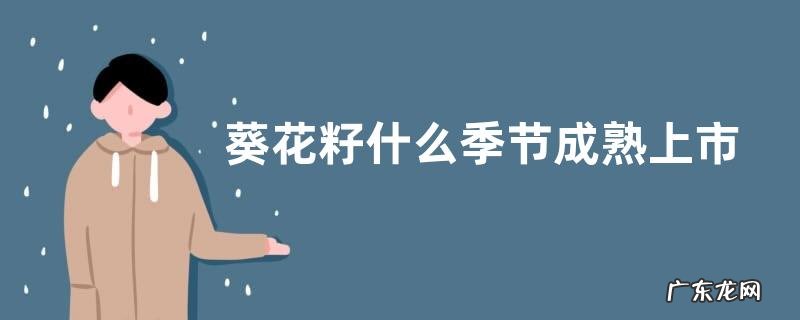 葵花籽什么季节成熟上市
