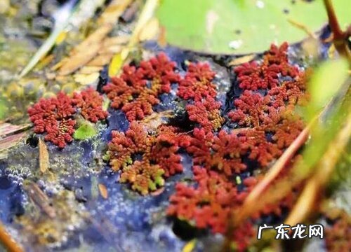 满江红是什么植物