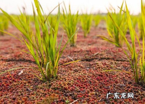 满江红是什么植物