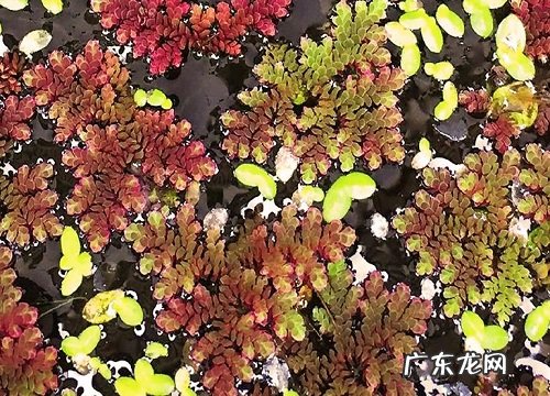 满江红是什么植物