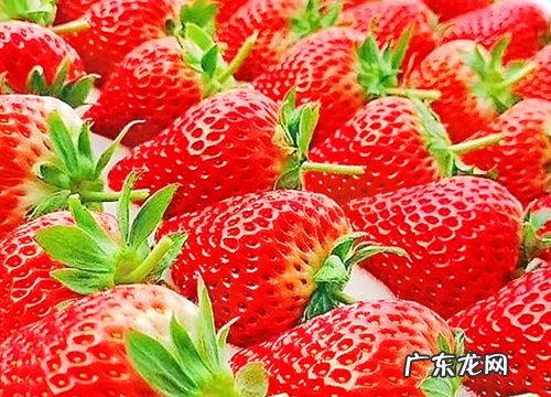 草莓可以放多久不坏