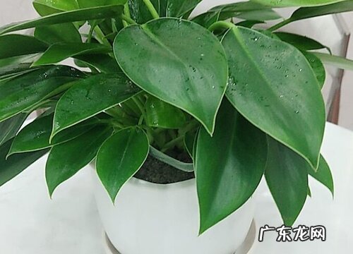 金钻有毒吗 可以放在室内养吗