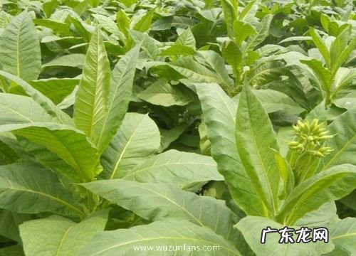 烟草是什么植物