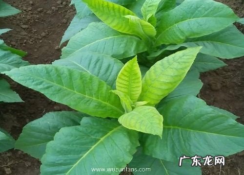烟草是什么植物
