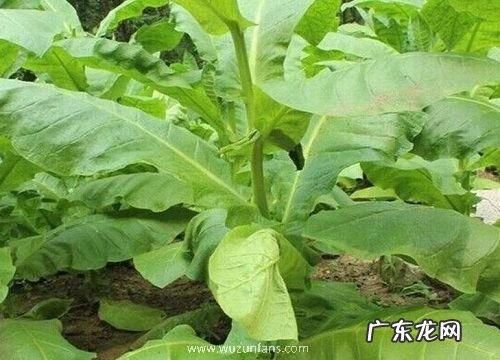 烟草是什么植物