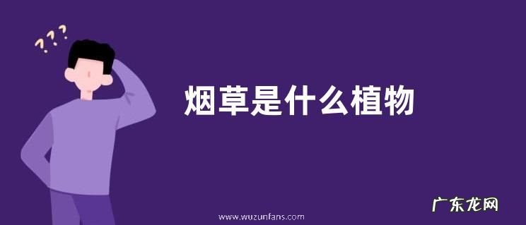 烟草是什么植物