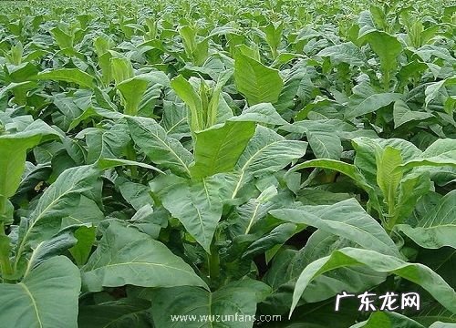 烟草是什么植物