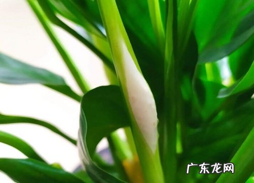 一帆风顺是什么植物