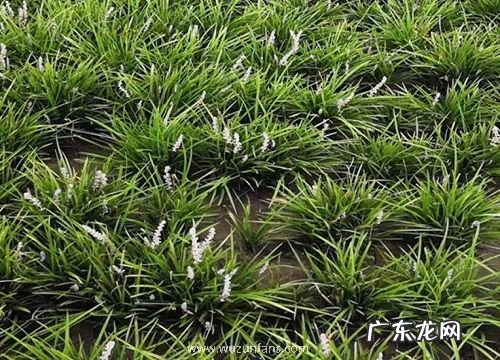 麦冬是什么植物