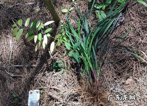 麦冬是什么植物