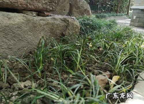 麦冬是什么植物