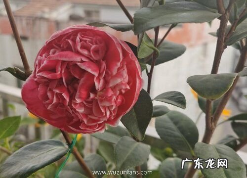 剩可乐可以浇花吗