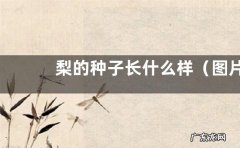 图片 梨的种子长什么样