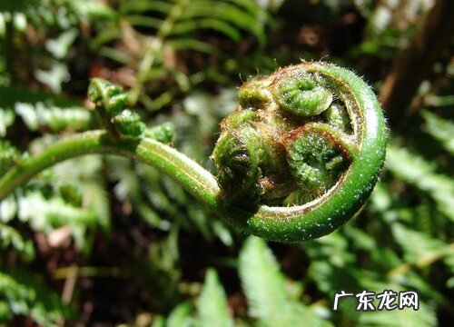蕨类是什么植物