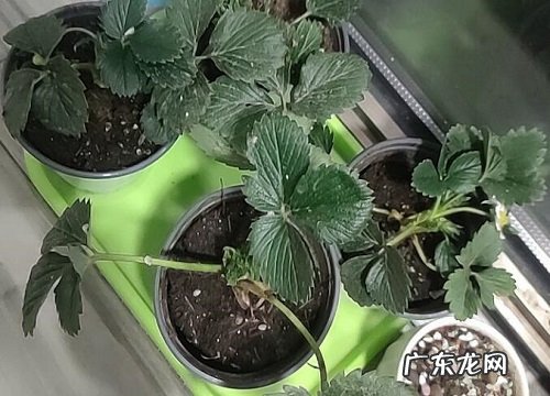 草莓苗怎么修剪方法