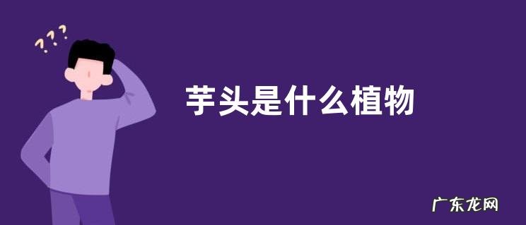 芋头是什么植物