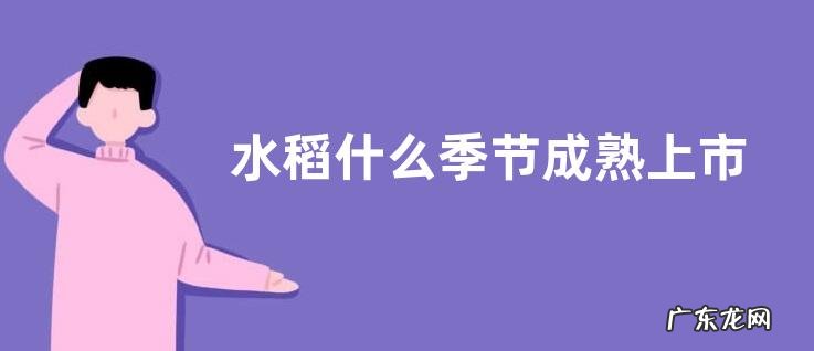 水稻什么季节成熟上市