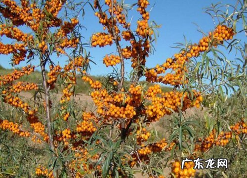 沙棘什么季节成熟上市