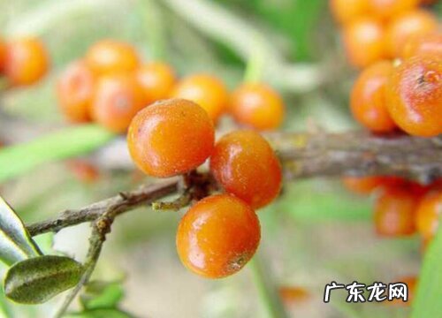 沙棘什么季节成熟上市