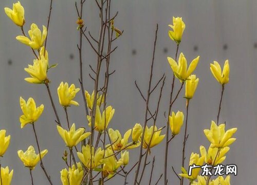 玉兰是什么植物类