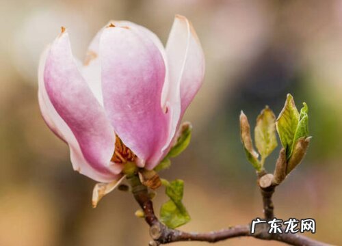 玉兰是什么植物类
