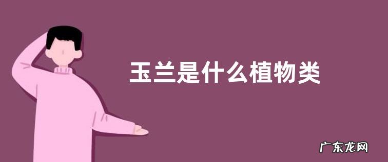 玉兰是什么植物类