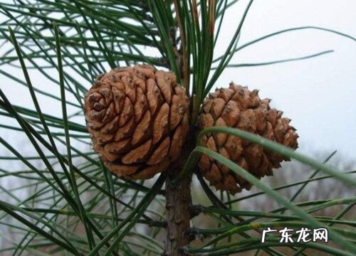松果什么季节成熟 上市