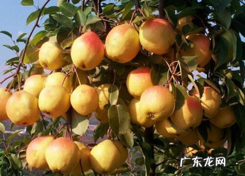 红啤梨什么季节成熟上市