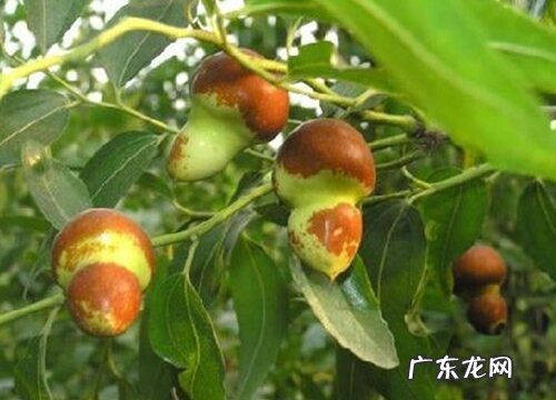葫芦是什么植物