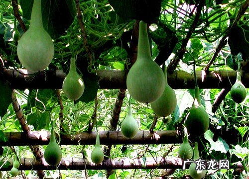 葫芦是什么植物