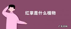 红掌是什么植物