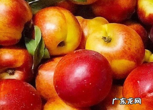 油桃几月份成熟采摘