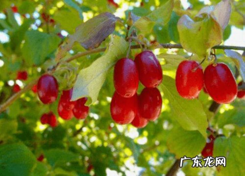 茱萸是什么植物