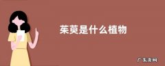 茱萸是什么植物