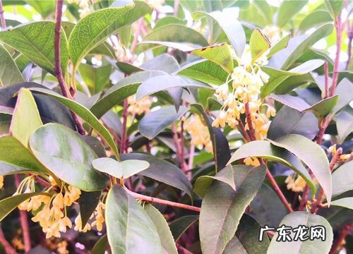 桂花树几天浇一次水最好