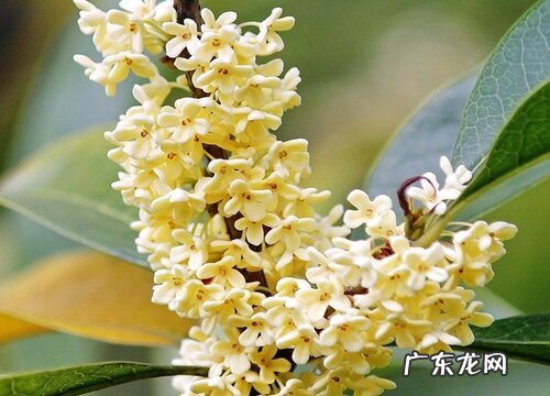 桂花树几天浇一次水最好