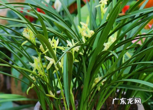 图片 兰花的种子长什么样