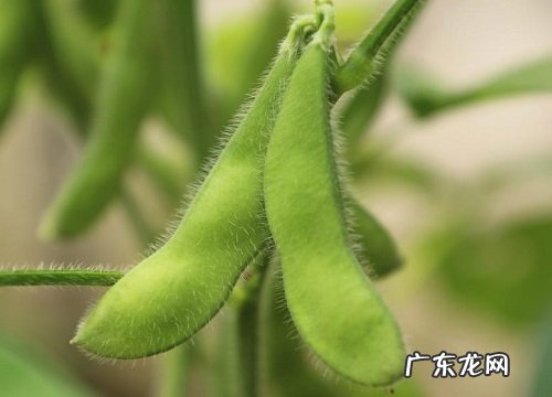 毛豆几月份成熟采摘