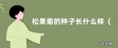 图片 松果菊的种子长什么样
