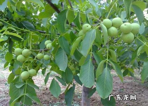 核桃几月份成熟采摘