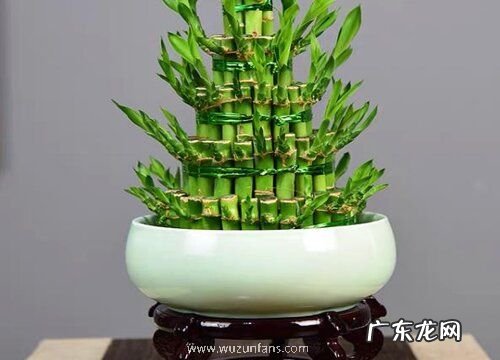 塔竹怎么养殖长得好