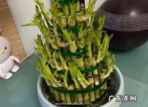 塔竹怎么养殖长得好