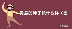 图片 黄瓜的种子长什么样